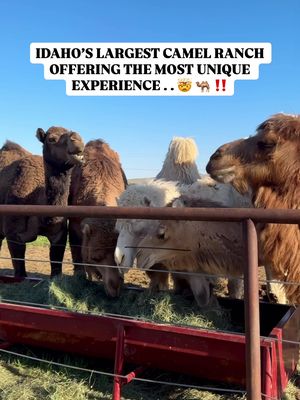 🐫🤯 WAIT‼️ Idaho has a CAMEL RANCH ⁉️ . 🔖 Save for the next time you are wanting to experience the most unique animal in Idaho!  . ➡️Send to a friend, family member, or your best camel loving pal who’d enjoy meeting these gentle giants!  . ✨ Welcome to Thunderstorm Ranch - Idaho’s Largest camel ranch and one of the most unforgettable experiences in the Treasure Valley.  . 🌾 Tucked away amongst the farmland, sits this charming Homestead, where you can meet, hug, photograph, and even feed peppermints to some of the sweetest, gentle giants around 🐪 . 🫶🏻 Each camel has their OWN personality and trust me… You’re going to fall in love with every single one of them. . 👇🏻Meet the crew  . 🐫 Samson  🐫 Carl  🐪 Leroy Jenkins  🐪 Mungus  🐪 Atlas  🐪 Mr. Pickles  🐪 Caliche  . 🙌🏻 you’ll get the chance to learn all about Dromedaries ( one hump) and Bactrians (two humps), their fascinating desert, adaptations, remarkable history, and why these social animals love making new human friends. . 😲 And the adventure doesn’t stop there. . .  . 🐮Say hello to the gorgeous Scottish Highland Cows  🫏 Meet the adorable mini donkeys  📸 Snap some of the CUTEST photos imaginable  . 💕 From family, outings and birthday parties to corporate teambuilding event, thunderstorm Ranch offers a truly one-of-a-kind Idaho experience!  . 📌 100 North McDermott Road, Kuna, Idaho 83634  . 🎉 A bucket-list Idaho adventure unlike anything else… Get your experience booked today!  . ⁉️ Have you met a camel in real life before?! 