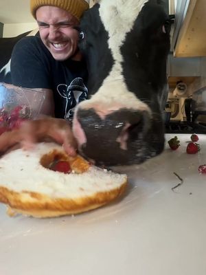 Trying to make strawberry shortcake with Bruce! #cow #brucethecow #farm #animals 