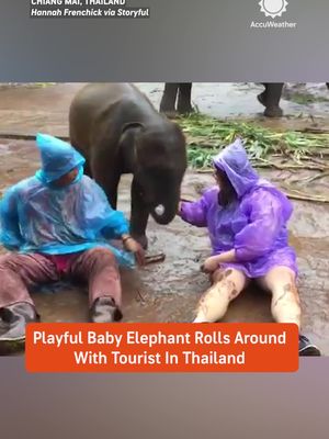 Turns out baby elephants are basically just giant puppies with trunks 🐘