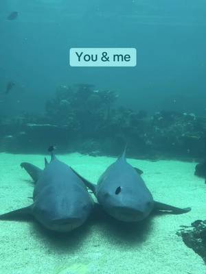 Me & who?🥹 Tawny nurse sharks are bottom-dwelling sharks known for their calm nature, and are often seen resting close together - like Andrew and George are here!