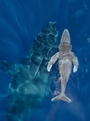 Rarely seen by humans, a humpback whale birth is a truly special moment 💙 Now that it has entered the world, this humpback calf will spend the next 10 years of its life growing to its full adult size. #IncredibleAnimalJourneys is now streaming on @Disney+.