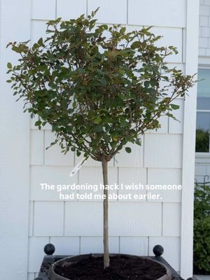 We're getting our yard ready for summer and gone are the days of guessing how big to dig a hole 🪏🪴 Instead, just press the pot into the soil in your planter, pack the soil around it, pull it out, and the perfect little hole is ready for your plant. Save this one for your next gardening day, and follow along for more gardening tips and tricks. 🤍 #gardening #gardeninghacks #lifehacks #garden #yardwork