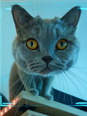 AD Standby for take 384. This is the sequence I imagine that goes through his head when he hears that DREAMIES treat bag shake. Cats will do anything for DREAMIES, they just can’t resist! And now when you buy in select stores you can be in for a chance to win prizes for yourself! Double Purr-fection? ;) #catscantresist #irresistible #dreamiesuk @DreamiesUK Promotion with obligation of purchase from 16.03.2026 to 30.09.2026 for people 18+ and resident in the UK. Enter at www.dreamiestreats.co.uk/promo for a chance to win £1000 and other irresistible prizes as well as more info. Promoter : Mars Petcare UK, 3d DundeeRoad, Slough, Berkshire, SL1 4LG©️ 2026 Mars or Affiliates.