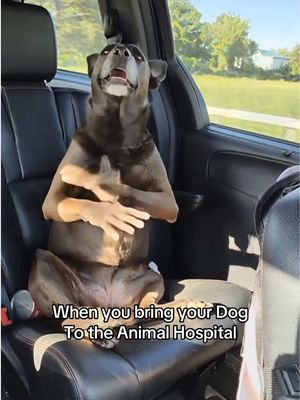 This Dog need a new owner #dog #funny 
