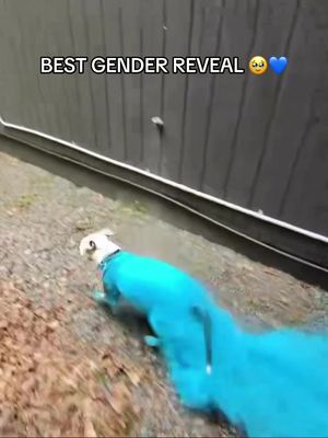So Cute ❤️ #genderreveal #dogs #wholesome #baby #dog (via 2pitsinapodd/IG)