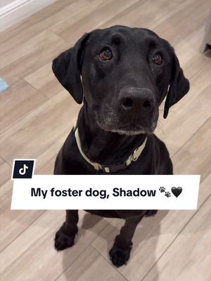 Shadow. 🐾🖤 a dog so gentle and sweet I haven’t even heard him bark yet. 🥹 he is 7 years old, getting neutered today, GREAT with other dogs, and is ready for a loving forever home. If you’re in Southern California, Shadow might be what’s missing in your life. 🥰 dm me if seriously interested in giving this boy the beautiful life he deserves!  #dogs #fosterdog #blacklab #adoptdontshop #dogsoftiktok 