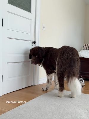 #CloroxPartner Best son award goes to me🥇We love our doggies but @Clorox PURE saves the day. For the full list of allergens Clorox PURE can help against, visit my link in bio!