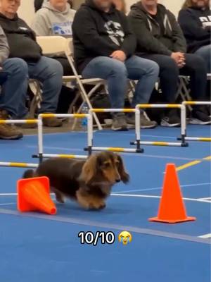 Killed it 🤣 #dog #contest #cones (h/t marionawfal/X) 