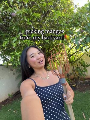 picking mangos from my backyard 🥭 #mangoseason #mangotree #livinginhawaii #hawaiilife #hawaiivlog @hollister 