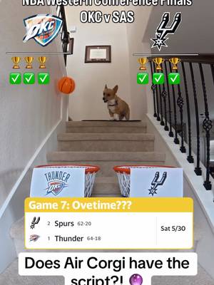 Air Corgi has PERFECTLY predicted all 6 games of the WCF 🤯 See who she picks to advance to the NBA Finals 👀 #thunder #spurs #nbaplayoffs #dogsoftiktok #corgi @STEPH FURRY | Fluffy Mamba 