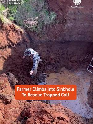 A Tennessee farmer climbed into a muddy sinkhole to rescue a stranded calf, helping the young animal scramble back to safety after it became trapped 🐄