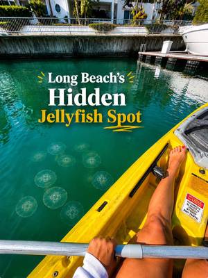 Adding this to the list of random but surprisingly cool things to do in SoCal 🪼 There’s a spot in Long Beach where you can kayak through the canals and see jellyfish floating around you this time of year. It’s seasonal through the end of summer. Kayak rentals are only $14/hour, and definitely one of the more unexpected things I’ve come across in Long Beach. #longbeach #losangeles #thingstodoinla #jellyfish #kayaking 
