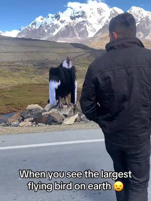 The biggest bird 😦 (🎥:andesnaestrada/ig) 