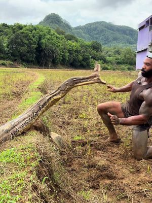 Comment your thoughts 💭  Worlds longest Python #fyp #tiktok #explore #india #indonesia 