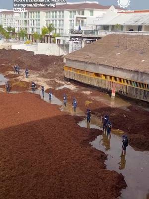 Large amounts of sargassum have completely blanketed this beach in Playa del Carmen.