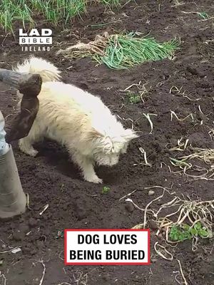 He thinks it’s a blanket 🥹😂   🎥 contentbible   #Ireland #irish #trending #irishhumour #dog