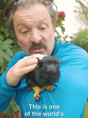 How does one of Earth's smallest primates communicate? Little squeaks, of course! #TamarinMonkey #Monkeys #CuteAnimals #AnimalFacts #AnimalEncounter 