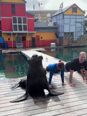 Torre the Australian Sea Lion is leading the pack in pushing for better! 🦾 Join The Push-Up challenge from tomorrow and help @pushforbetter raise awareness for better mental health for all Australians!