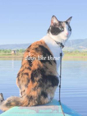 Some cats prefer the couch... others prefer a paddleboard 🌊 No matter where your summer adventures take you, don't forget to pack the snacks!