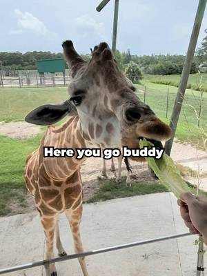 He said to drink suntan lotion 😭 . . . #solo #pov #zoo 