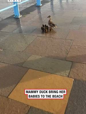 Keep watching for a surprise 🥹   🎥 @Sarannmurray   #Ireland #irish #trending #irishhumour #ducks