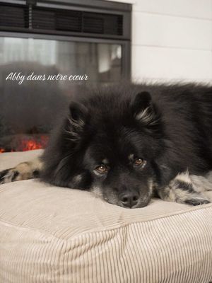 Vivre un véritable cauchemar.  Mon chien est parti au paradis des chiens 🐕 🕊️💔