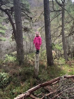 The NBOTB is built differently….. #leicestershire #vizsla #baby #fyp 