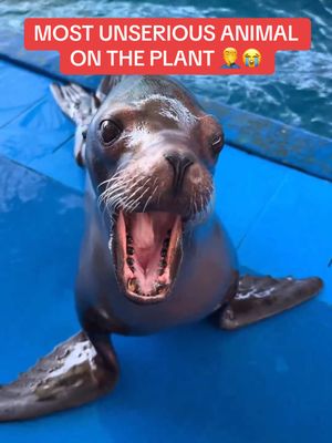 Bro hit the STANKY LEG 🕺💀 #sealion #dancing #funnyanimals #culture #marinelife