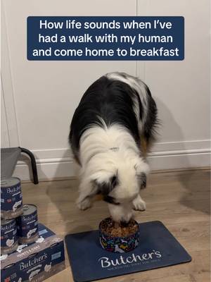 Starting the day right 💙 #butchersdogfood #dogfood #dogsoftiktok #dogtok 
