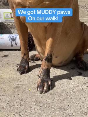 Muddy paws? No problem! Try these tips to keep those paws fresh and your home mess-free.   P.S. Need a quick refresh? Give your dog a spa day at one of our #SelfServeDogWash stations! 🫧