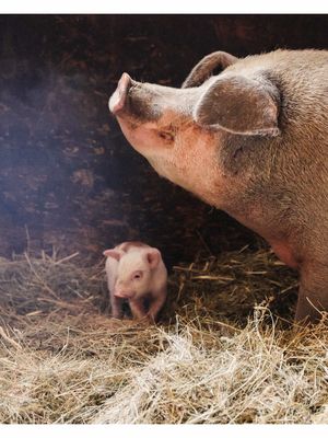 Always something interesting happening on Carm's Farm!