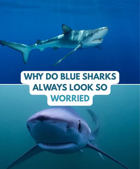 Blue sharks always look like they forgot to turn their oven off before they left. - #bluesharks #blueshark #sharks #funny #scared