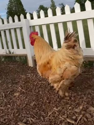 Ohhhhh Ello 🐓