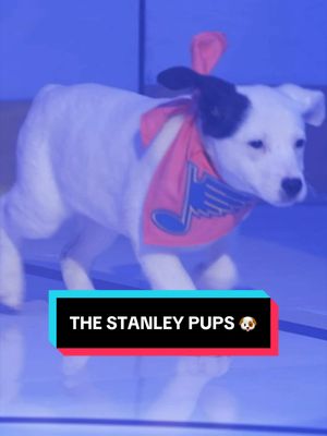 the pups have been released 😤 watch Stanley Pup June 8 at 9:30p ET on @truTV & @HBO Max in the U.S. or 8p ET on @Sportsnet 🇨🇦 360 in Canada.  @Halo Collar | @BISSELL Clean | @Brandywine Valley SPCA  #NHL #StanleyCup #pups 