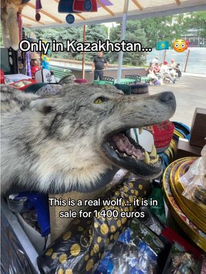 someone wants to buy a real wolf ?! 🐺😂 📍Green Bazaar, Kazakhstan  #kazakhstan #almaty #centralasia #Казахстан #кыргызстан 