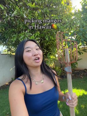 picking mangos in Hawaii🥭 #mangoseason #livinginhawaii #hawaiilife #hawaiivlog #cuttingmangos 