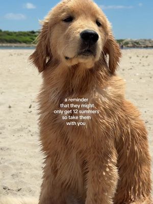 my built in plus one ♥️ #goldenretriever #ralphthegentleman #goldenretrieverpuppy 