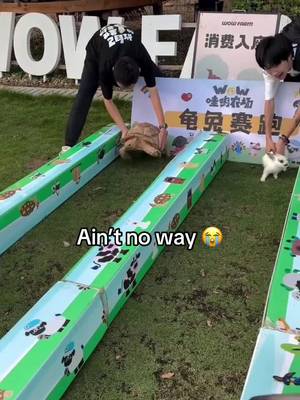The prophecy is REAL 🤯 #tortoise #hare #race #Running #funny 