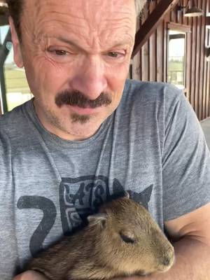 What’s better than a baby capybara? Trick question! #Capybara #BabyCapybara #CapybaraTok #CuteAnimals #AnimalEncounter 