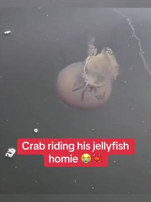 Why he turnin up like that 💀🕺 #crabs #jellyfish #funnyanimals #dancing #culture 