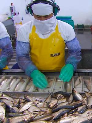 Getting the perfect sardine cut👌 #HowItsMade #sardine #fishtok