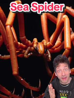 Sea Spiders are REAL 👀 #seaspider 