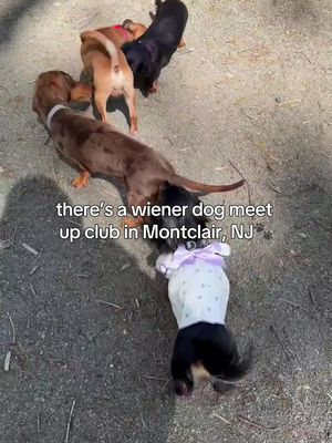 There’s a wiener dog meet up club in Montclair 🐾 Owner Rachel Lazarovitch started the Montclair Weenie Meetup club with the mission of connecting local dachshunds in the area and to build community. They’ve had a one event so far in Brookdale Park and the next one will be on June 14th at 3PM. 🎥 @montclairweeniemeetup on instagram #montclair #njpets #nj #newjersey #brookdale 