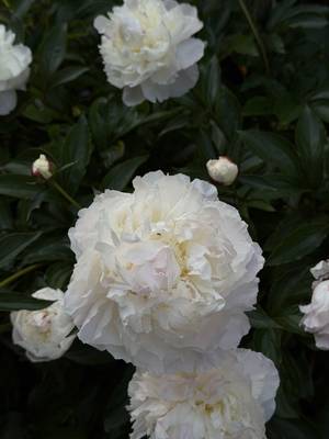 you’ve got a few weeks left boys.  #peonies 