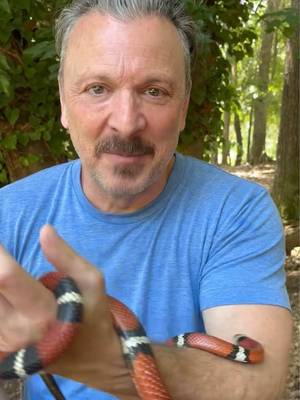 Would you let this snake kiss you? Despite looking a lot like the venomous coral snake, the Pueblan milk snake is harmless to humans. In fact, it’s beneficial to have around! Its bold red, black, and white pattern is one of the best-known examples of Batesian mimicry, a survival strategy in which a harmless species gains protection by resembling a dangerous one. Coral snakes possess potent neurotoxic venom, while milk snakes are non-venomous. Predators having learned to avoid coral snakes give these colorful imposters a significant evolutionary advantage. Sometimes survival isn't about being a tough guy, but looking like one! #PueblanMilkSnake #MilkSnake #SnakeTok #AnimalFacts #AnimalEncounter 