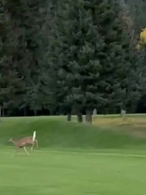 Sometimes you're the hammer. Sometimes you're the nail. In the case of the deer, you're the nail. 🎥: Randi Wardle