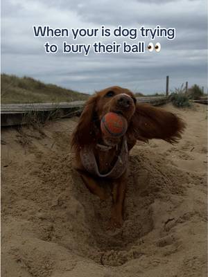 Keep going sweetie 🥺 #butchersdogfood #dogfood #dogsoftiktok #dogtok 