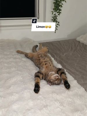 Limon🤣🥹 er hat Gourmet Revelations probiert und das war seine Reaktion☝🏽und ihr könnt euch aktuell sogar 100 % Cashback sichern 1. 2x GOURMET Revelations kaufen 2. Bon auf der Aktionsseite hochladen 3. 100% Geld zurück erhalten + Chance auf einen von 100 home24 Gutscheine im Wert von 100€ Alle Infos hier: purina.de/aktion/gourmet @Purina Deutschland #Purina #PurinaDeutschland #PurinaGourmet #Gourmet #katzenliebe Anzeige