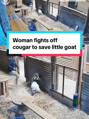 A woman jumped to save her little goat after a cougar gripped its neck at her farm in British Columbia. Video shows the moment she kicks the big cat before scaring it away. #britishcolumbia #cougar 