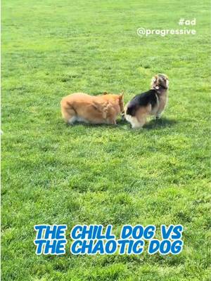 Some dogs find their zen. Others test your reflexes. Pet insurance through Progressive helps you prepare for both. #DogParkSummer @Dash & Lili The Corgis 